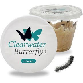 Clearwater Butterfly Live Painted Lady Butterflies - 10 Live Caterpillars - Live Caterpillars to Butterflies - Caterpillars for Butterfly Kit - Mesh Cage Not Included - Live Butterfly Kit - 10 Count