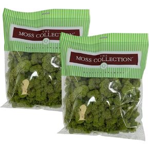 Preserved Reindeer Moss - Moss for Crafts, Home Decor, Art, Design & DIY Projects - Non-Toxic - USA Made (Chartreuse, Small)
