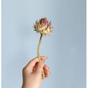 3pcs Natural Dried Thorn Flower, Dried Protea Balls Stems,Vase Fillier,Rustic Flower Decor Flower Arrangement,Home Decoration,Indoor Desktop Ornament,Dried Floral Art Decor