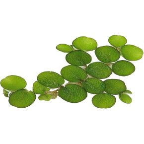 24 Water Spangles (Salvinia Minima), Live Aquarium/Aquatic/Floating/ Pond/Beginner Plant by G&Z