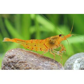 10 (+1 for DOA Purpose) Tangerine Tiger Shrimps Live Freshwater Shrimps for Aquarium Juveniles to Young Adult 1/4 to 1/2 inch Long. Live Arrival Guarantee.
