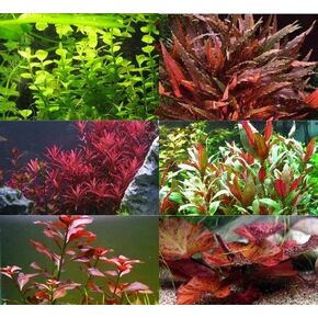 Bright Color Live Aquatic Plant Bundle - Pack of 6 Freshwater Plants for Aquariums - Easy to Grow, Vibrant Red & Green Aquatic Plants - Fish Tank Decoration