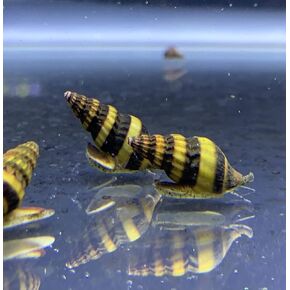 Assassin Snails x3 (Clea Helena) 1/2" to 3/4" Live Freshwater Snail Plants