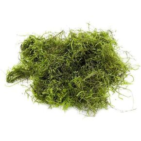 Java Moss - Vesicularia dubyana (4x6 cm) - Live Aquarium Plant