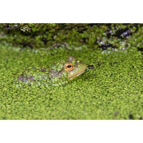 3,600 Duckweed Plants (Lemna Minor) - Use in Aquarium, Koi Pond, Aquascape