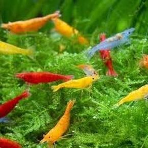 SF Aquatic 20 MIX NEOCARIDINA عالية الجودة مباشرة من الروبيان المائي في المياه العذبة. سن التكاثر. ضمان وصول مباشر