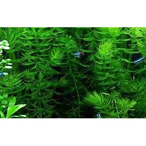 3X Oxygenating Hornwort Coontail Ceratophyllum Demersum