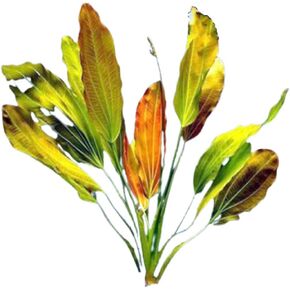 Amazon Sword Echinodorus Red Rose - Nutrient Balancer - Freshwater Aquariums - Easy to Maintain - Enhance Water Quality - Adds Texture & Beauty to Your Tank - Small
