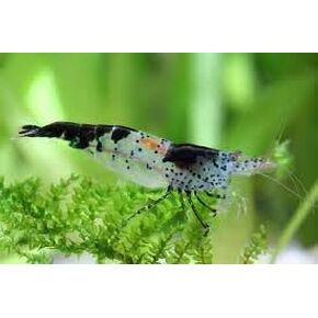 ShrimpRack™ 10 Neocaridina Shrimp Live Freshwater Aquarium Shrimps Adults Breeding Age Shrimps 1/2-1 inch Long. Pick Your Colors (Random Mix Colors)