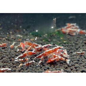 10 (+1 for DOA Purpose) RED Galaxy Caridina Live Freshwater Aquarium Shrimps 1/4 to 1/2 inch Long. Live Arrival Guarantee.