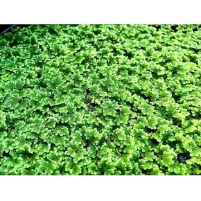 Azolla Filiculoides Live Floating Aquarium Plant 20+ Aquatic Plants Buy 2 Get 1
