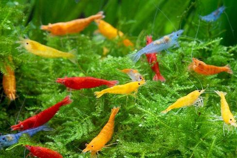 ShrimpRack™ 10 Neocaridina Shrimp Live Freshwater Aquarium Shrimps Adults Breeding Age Shrimps 1/2-1 inch Long. Pick Your Colors (Random Mix Colors) in Kuwait