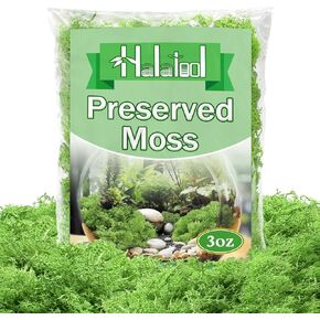 Halatool Preserved Moss for Crafts, Green Reindeer Moss for DIY Decorating Art Potted Fairy Garden Accessories Table Centerpieces Wedding Christmas Fairy Party Decor(3 OZ)