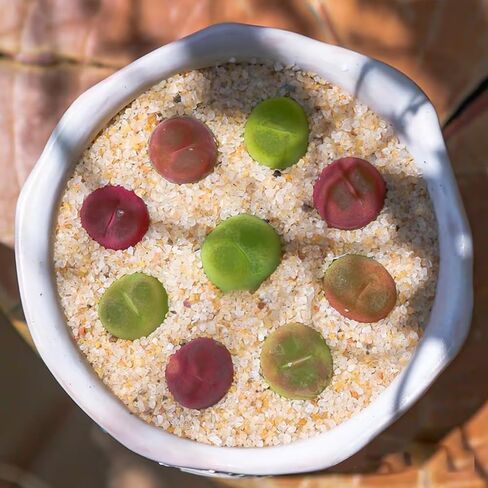 Aquarium Sand, 2lbs Beige Fish Tank Sand, Aquarium Gravel Substrate for Aquascaping, Vivariums, Terrariums, Plants and Crafts in Kuwait