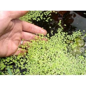 Duckweed (Lemna Minor) - 1200 Plants - South Shore Retail - Veteran Owned Small Business