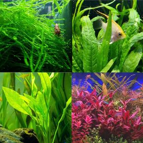 4 Different Alternanthera Lilacina Amazon Sword Java Fern Java Moss Tropical Freshwater Live Aquarium Plant Decorations 3 Days BUY2GET1FREE