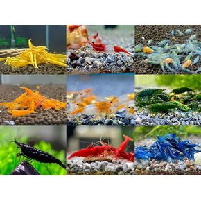 LVEShrimp 20 Neocaridina Shrimp Live Freshwater Shrimp Aquarium Inverts (Live Guarantee or Replacemnt is Free) (20 Mixed Color)