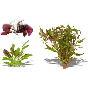 Live Aquarium Plants - Red Flame Sword, Alternanthera Reineckii & Red Tiger Lotus Bundle - Easy Freshwater Plants for Aquariums & Aquascaping