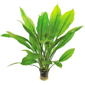 Live Aquarium Amazon Sword Echinodorus Bleheri Plant - Natural Cleaning Filter for Water - Long Lasting & Easy to Maintain Aquatic Plants - Suitable for Winter & Summer - Pack of 3