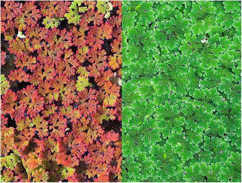 1000+ Live Duckweed Plants Lemna Minor Floating Aquarium & Pond Plant for Natural Water Gardens Fish Shrimp Betta Tanks Natural Fry Cover Fast Growing Floating Plant by Awesome Aquatic in Saudi Arabia