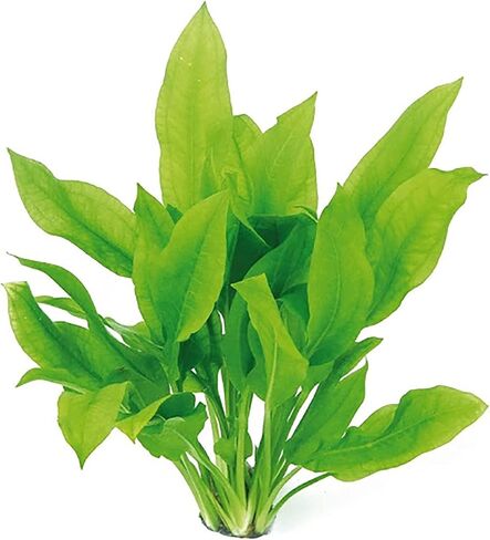 Live Aquarium Amazon Sword Echinodorus Bleheri Plant - مرشح التنظيف الطبيعي للمياه - طويلة الأمد وسهلة الحفاظ على النباتات المائية - مناسبة لفصل الشتاء والصيف - 3 - حزمة 3 in Kuwait