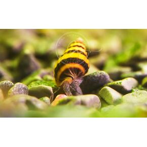 5 Assassin Snails Live for Freshwater Aquarium(Clea Helena) 0.5" - 1"