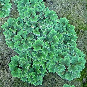 Azolla filiculoides (Water Velvet) - Live Aquarium Plant