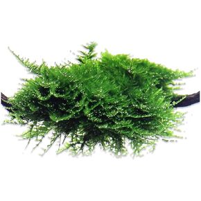 Aquarium Christmas Moss Vesicularia Portion Plant - All Natural & Organic Aquatic Plants - Absorbs Excess Nutrients - Long Lasting & Easy to Care Plants - Suitable for Summer & Winter