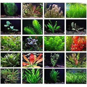 Texas Aquarium Plant Bundle - 20 Species Live Aquarium Plants Package