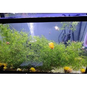 Guppy Grass for Freshwater Aquarium or Pond Plant| Najas Grass| Southern Water Nymph| Live Aquarium Freshwater Plant - 1 Portion