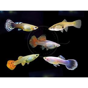 15 Mixed Female Guppy Live Tropical Freshwater Aquarium Fish