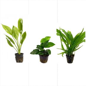 Potted Live Aquarium Plants Bundle - Easy and Snail Free Aquatic Plants (3 Pots)