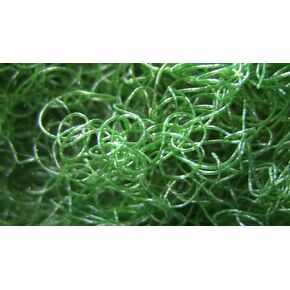 Generic Live Chaeto Chaetomorpha Macro Algae Reef Refugium Saltwater Plant Marine