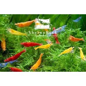 ShrimpRack™ 20 Mixed Color Neocaridina Shrimp Live Freshwater Aquarium Shrimps Beeding Age Young Adults 1/2-1 inch Long. Live Arrival Guarantee.
