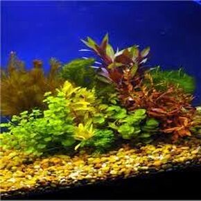 Assorted Mixed Live Aquarium Plants Bundle – 3-5 Easy-Care Stem Plants – Ideal for Freshwater Tanks, Natural Aquascaping, Beginner Friendly – Live Arrival Guarantee