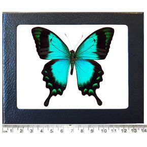 P. lorquinianus blue green butterfly Indonesia