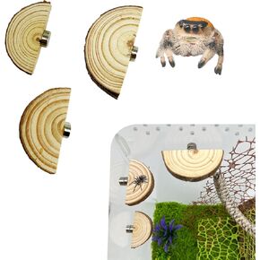 3 Pack Jumping Spider Enclosure Ledges with Magnets Natural Pine Spiders Ledges Magnetic Ledge Ladder Pet Jumping Spider Accessories (Arch)