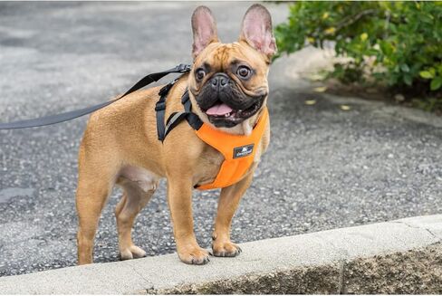Clickit Sport Plus - Crash-Tested and Safety Certified Car Seat Belt Harness for Dogs (Extra Large, Orange Dream) in Kuwait