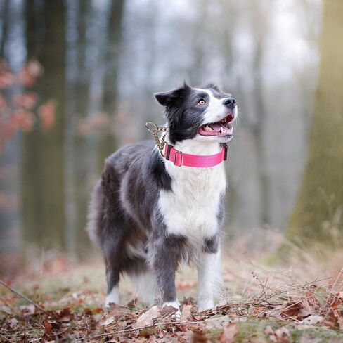 Martingale Dog Collar with Quick Release Buckle Steel Chain No Pull Training Reflective Collar for Medium Large Dogs(Pink, Medium) in Saudi Arabia