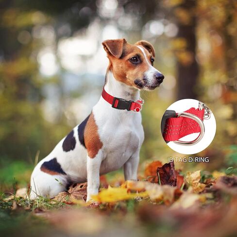 طوق الكلاب مارتينغالي مع سلسلة الصلب الإبزيم السريع in Kuwait