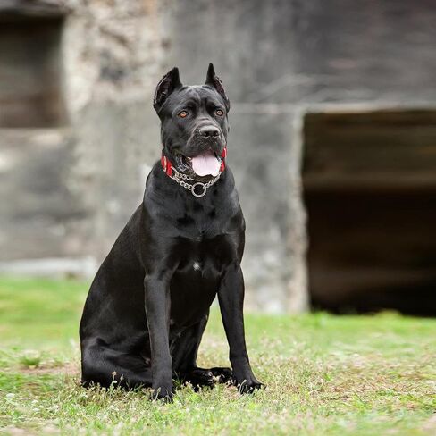 طوق الكلاب مارتينغالي مع سلسلة الصلب الإبزيم السريع in Kuwait