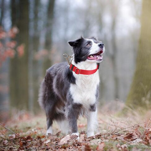 طوق الكلاب مارتينغالي مع سلسلة الصلب الإبزيم السريع in Kuwait