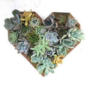 Live Heart Shaped Succulent Arrangement, Living Wall, BFF Present, Gift for her, Valentines Day, Sympathy Gift, Love, Mother's Day Gift Idea (Medium: 8.75'' tall by 9.5'' wide. 8+ Plants)