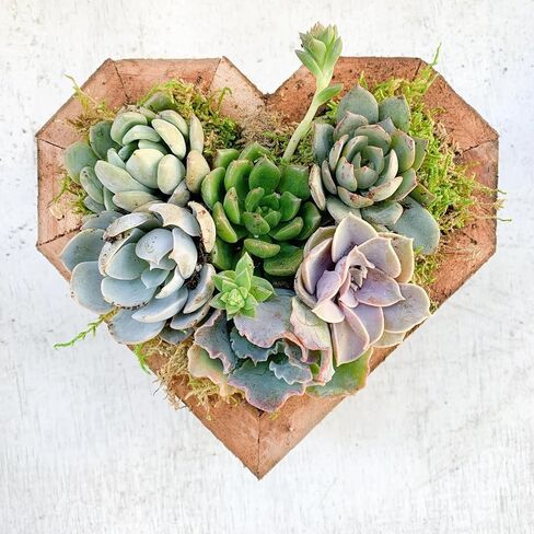 Live Heart Shaped Succulent Arrangement, Living Wall, BFF Present, Gift for her, Valentines Day, Sympathy Gift, Love, Mother's Day Gift Idea (Medium: 8.75'' tall by 9.5'' wide. 8+ Plants) in Saudi Arabia