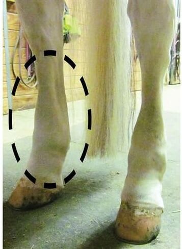 Dover Saddlery Equi Flexsleeves for Horses, Front, Medium, Black, Pair in Saudi Arabia