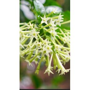 Night Blooming Jasmine ~ Starter Plant ~ Fragrant Perfume in Evenings