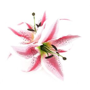 XL Double 8 inch Pink Cream Tiger Lily Silk Flower Hair Clip with Teeth