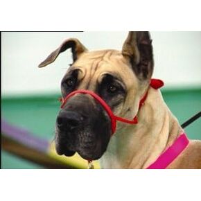 Snoot Loop: Large, Red for Dogs