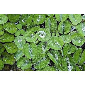 12 Water Spangles (Salvinia Minima) Live Floating Plants for Aquarium or Pond by TMDFishKeeping