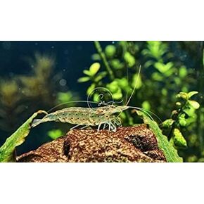 Swimming Creatures™ 20 Amano Premium High-Grade Caridina Freshwater Aquarium Shrimp Live